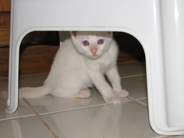2009/09(September)/New_Kittens/640x480_20100206 444.JPG